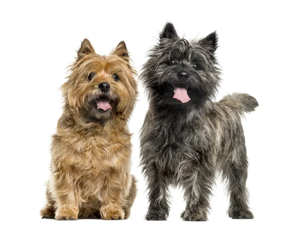 Cairn terriers na frente de fundo branco — Fotografia de Stock