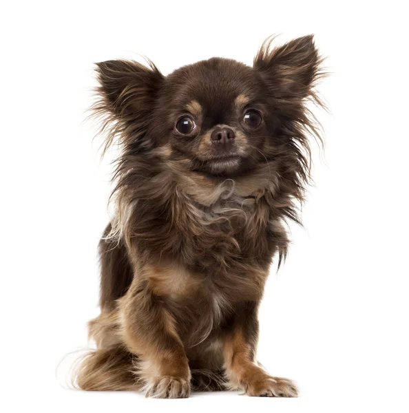 Chihuahuain framsidan av vit bakgrund — Stockfoto