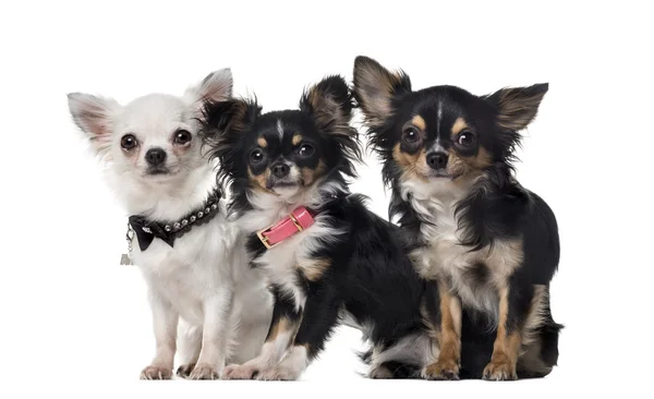 Drie chihuahuas voor witte achtergrond — Stockfoto