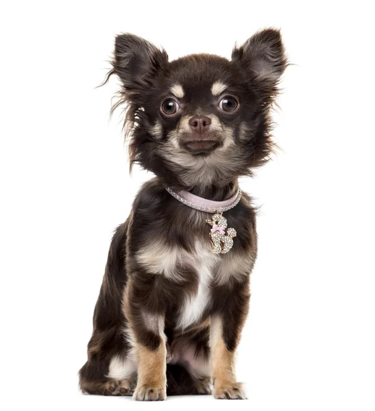 Chihuahuain voorzijde van witte achtergrond — Stockfoto