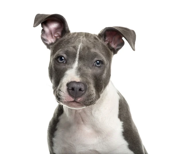 American Staff puppy in front of white background — Stock Photo, Image