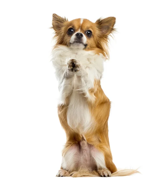 Chihuahua begging in front of a white background — Stock Photo, Image