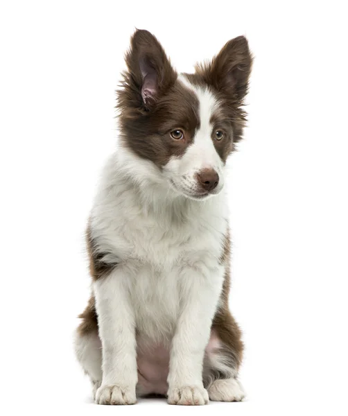 Border collie előtt fehér háttér — Stock Fotó