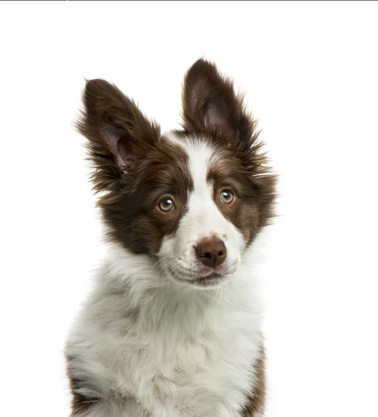 Border collie na frente do fundo branco — Fotografia de Stock