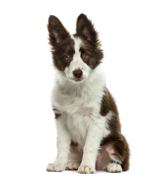 Bordo collie di fronte a sfondo bianco — Foto Stock