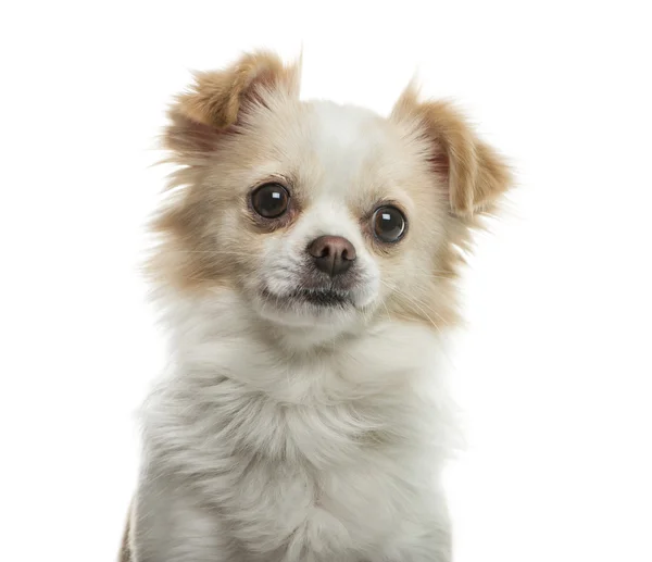 Chihuahua na frente de fundo branco — Fotografia de Stock