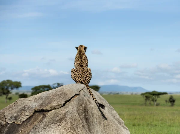 Cheetah sentado en una roca y mirando hacia otro lado, Serengeti, Tanzania — Foto de Stock