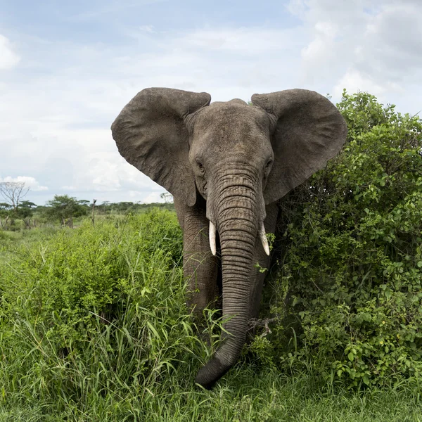 Olifant geconfronteerd, Serengeti, Tanzania — Stockfoto