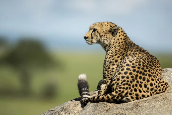 Gepard, ležící na skále, Serengeti, Tanzanie — Stock fotografie