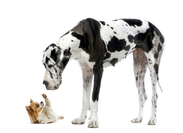 Great Dane looking at a Chihuahua in front of a white background