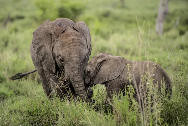 Młody słonie przytulanie, Serengeti, Tanzania — Zdjęcie stockowe