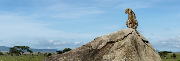 Cheetah zittend op een rots en op zoek weg, Serengeti, Tanzania — Stockfoto