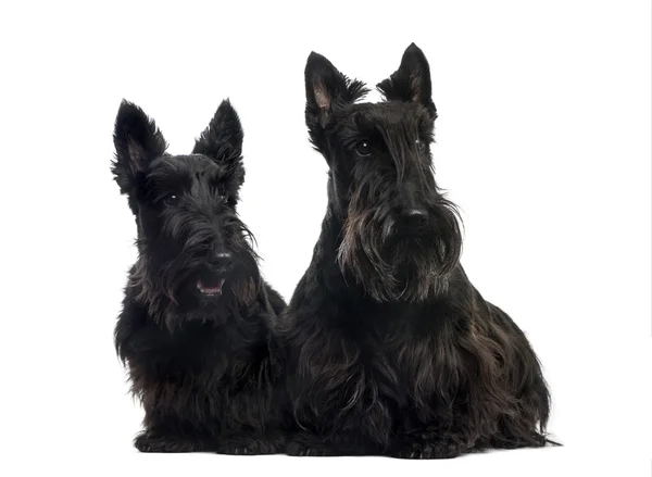 Two Scottish Terriers sitting in front of a white background — Stock Photo, Image