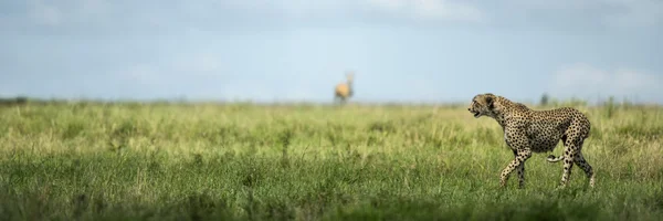 细心的猎豹，坦桑尼亚的塞伦盖蒂 — 图库照片