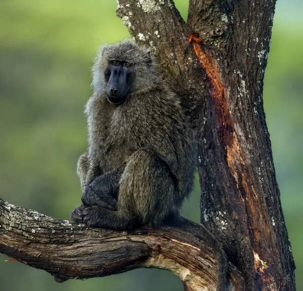 ヒヒ、タンザニアのセレンゲティ、枝の上に座って — ストック写真