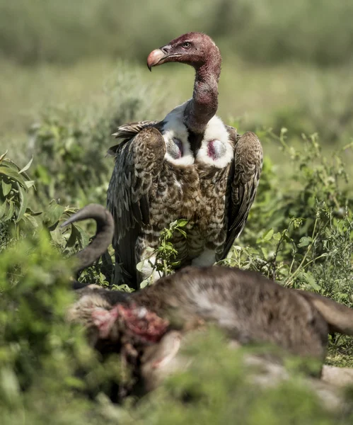 Ruppells gier staan voor een prooi, Serengeti, Tanzani — Stockfoto