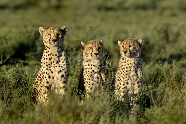 Trois guépards assis, Serengeti, Tanzanie — Photo