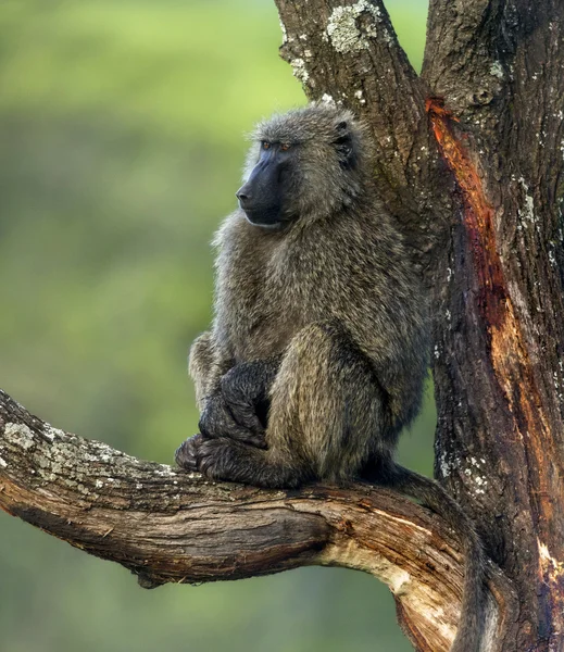 Pavian sitzt auf einem Ast, Serengeti, Tansania — Stockfoto