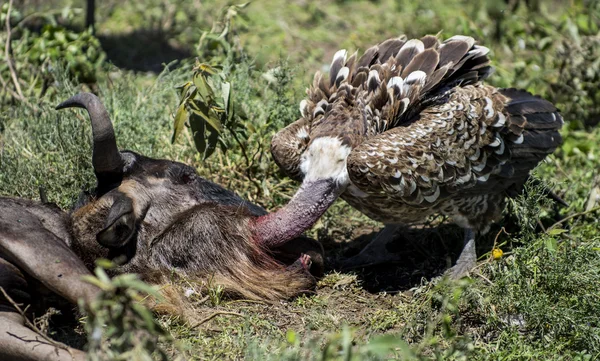 Ruppells Vulture makan, Serengeti, Tanzania — Stok Foto