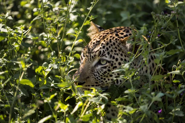 Leopard hiding in a bush, Serengeti, Tanzania — Stock Photo, Image