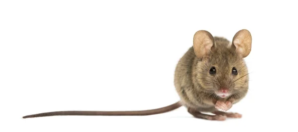 Wood mouse in front of a white background — Stock Photo, Image