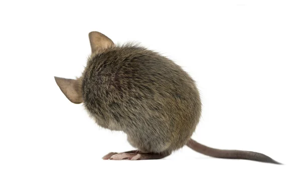 Дерев'яна миша очищається перед білим тлом — стокове фото