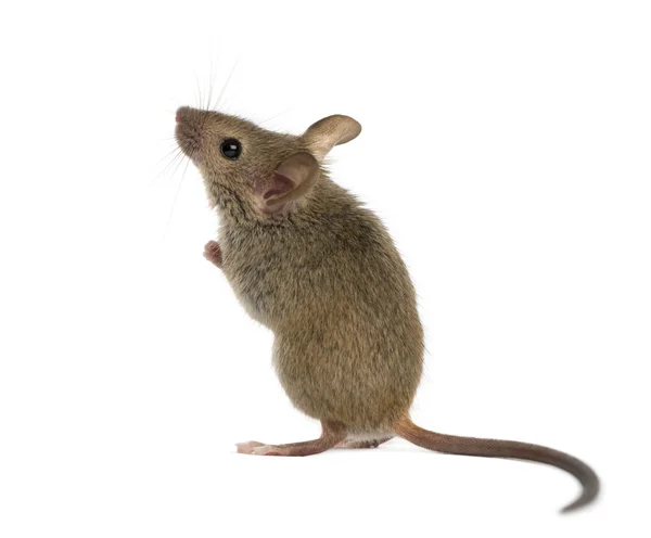 Ahşap beyaz bir arka plan önünde ararken fare — Stok fotoğraf