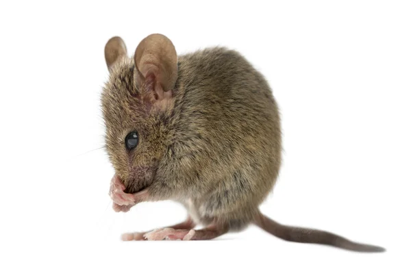 Wood mouse cleaning itself in front of a white background — Stock Photo, Image