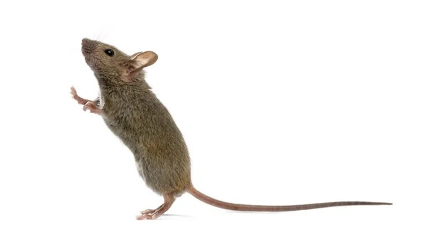 Дерев'яна миша дивиться вгору перед білим тлом — стокове фото