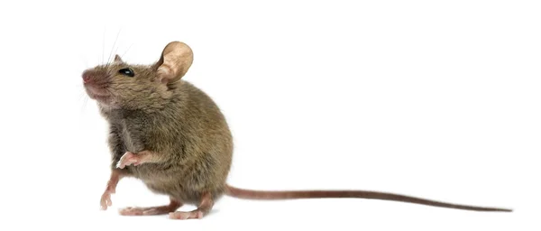 Wood mouse in front of a white background — Stock Photo, Image