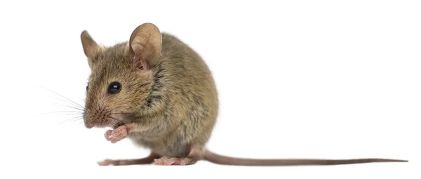 Rato de madeira na frente de um fundo branco — Fotografia de Stock