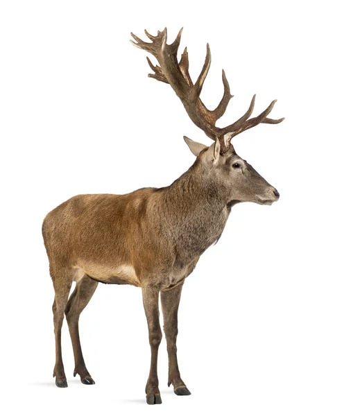 Red deer stag in front of a white background — Stock Photo, Image