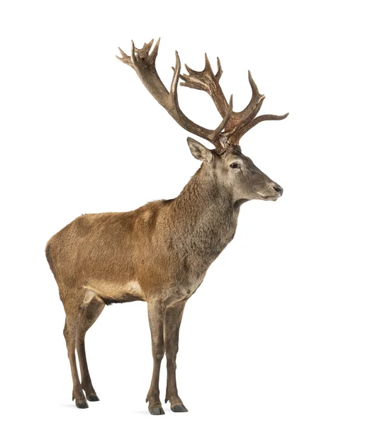 Red deer stag in front of a white background — Stock Photo, Image