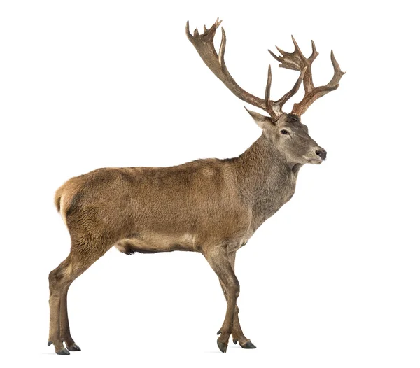 Red deer stag in front of a white background — Stock Photo, Image
