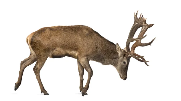 Red deer stag in front of a white background — Stock Photo, Image