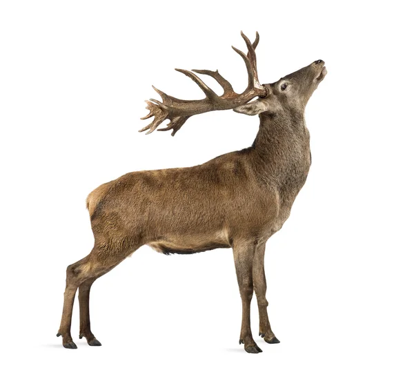 Red deer stag in front of a white background — Stock Photo, Image