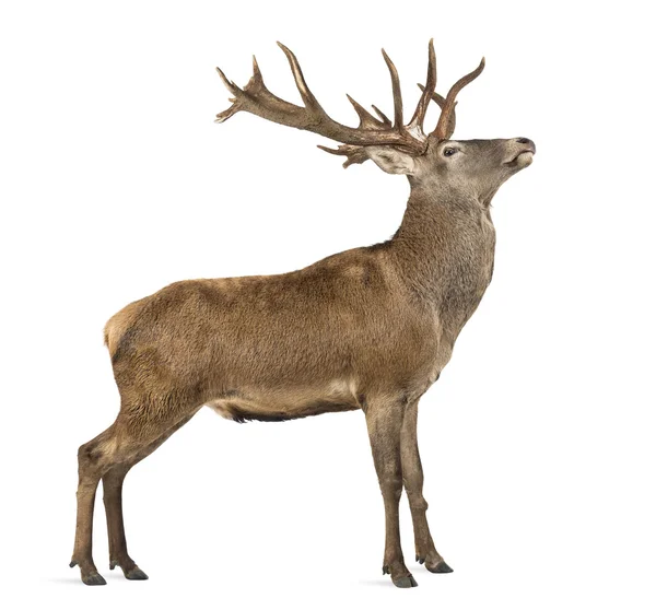 Red deer stag in front of a white background — Stock Photo, Image