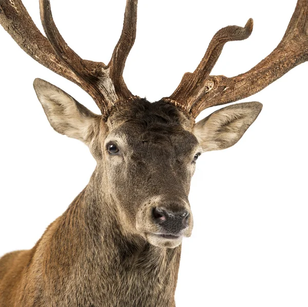 Close-up van een rode herten hert voor een witte achtergrond — Stockfoto