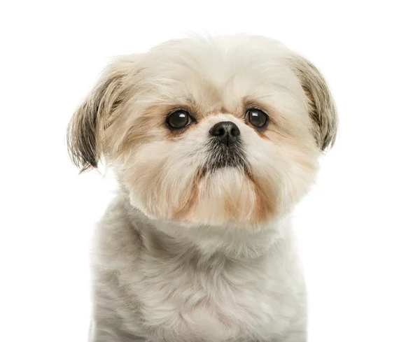 Shih Tzu in front of white background Stock Photo