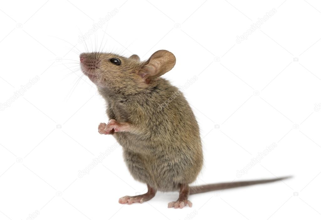 Wood mouse looking up in front of a white background