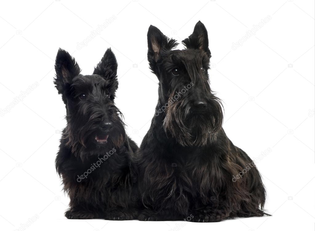 Two Scottish Terriers sitting in front of a white background