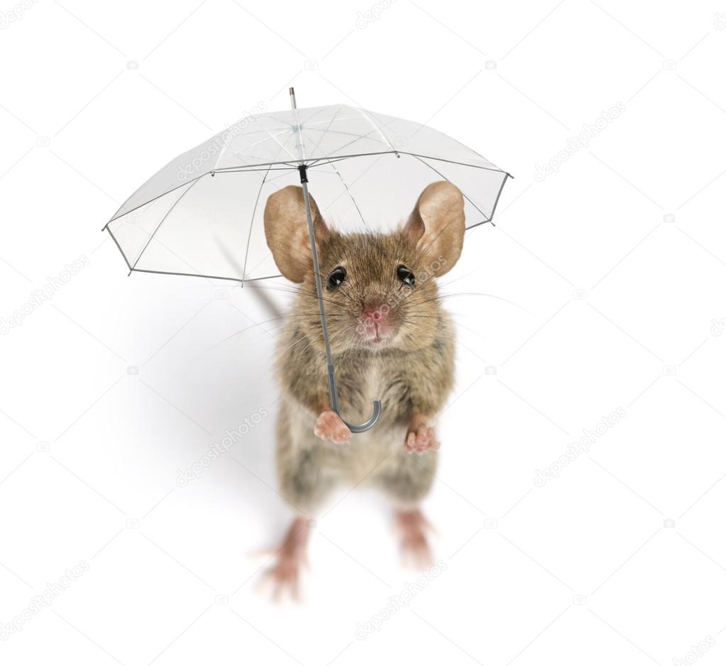 High view of a Wood mouse holding an umbrella in front of a whit