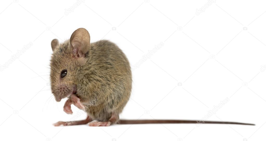 Wood mouse cleaning itself in front of a white background