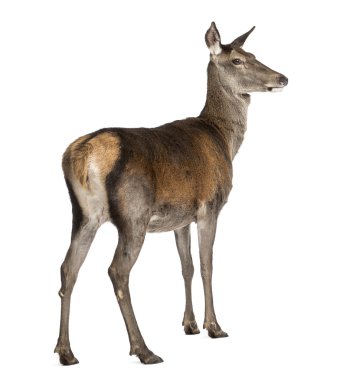 Beyaz arka plan önünde kadın Kızıl geyik