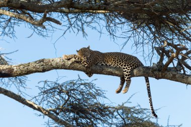 Bir dal, Serengeti, Tanzanya dinlenme leopar
