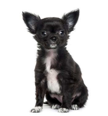 Beyaz arkaplan önünde chihuahua
