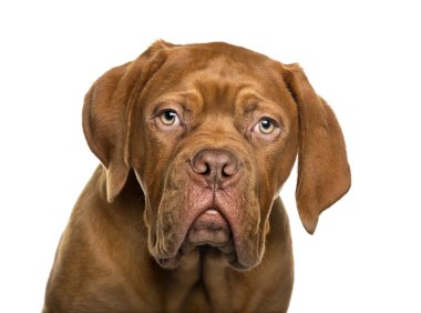 Dogue de Bordeaux beyaz arka plan önünde