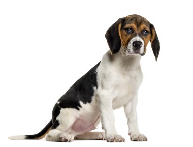 Beyaz arkaplan önünde beagle