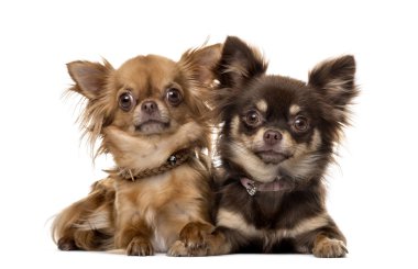 Two chihuahuas in front of white background clipart