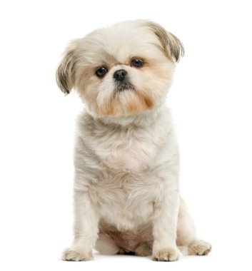 Beyaz arkaplan önünde shih tzu